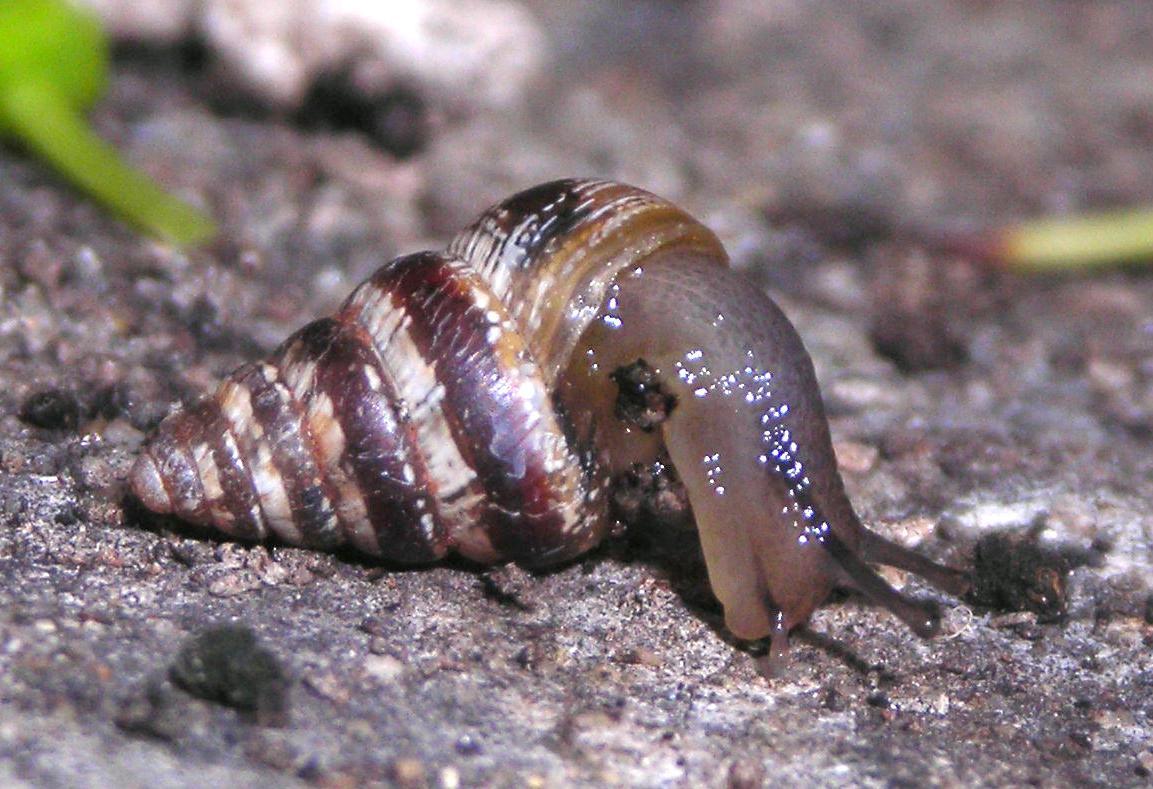 Cochlicella barbara